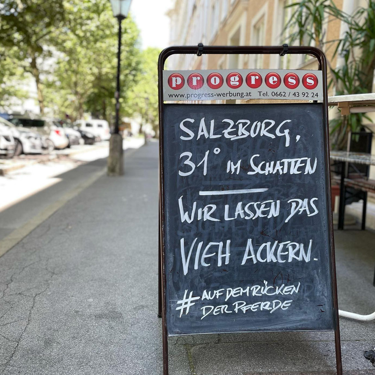 Salzburg, 31 Grad Im Schatten. Wir Lassen Das Vieh Ackern.